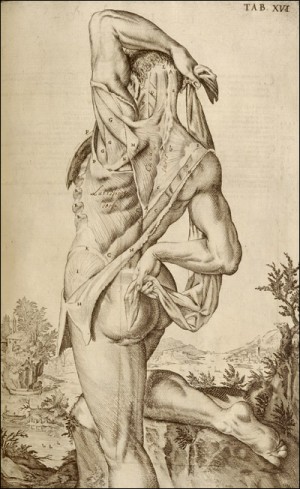 from De Humani Corporis Fabrica Libri Decem (Venice, 1627) by Adriaan van de Spiegel 